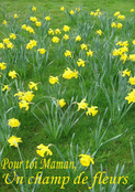 Pour toi, maman, un champ de jonquilles